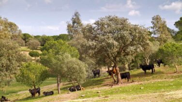 Una manada de 33 toros bravos irrumpe en una carretera junto a Vejer