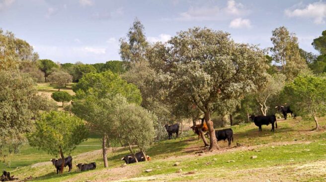 Toros bravos en una finca