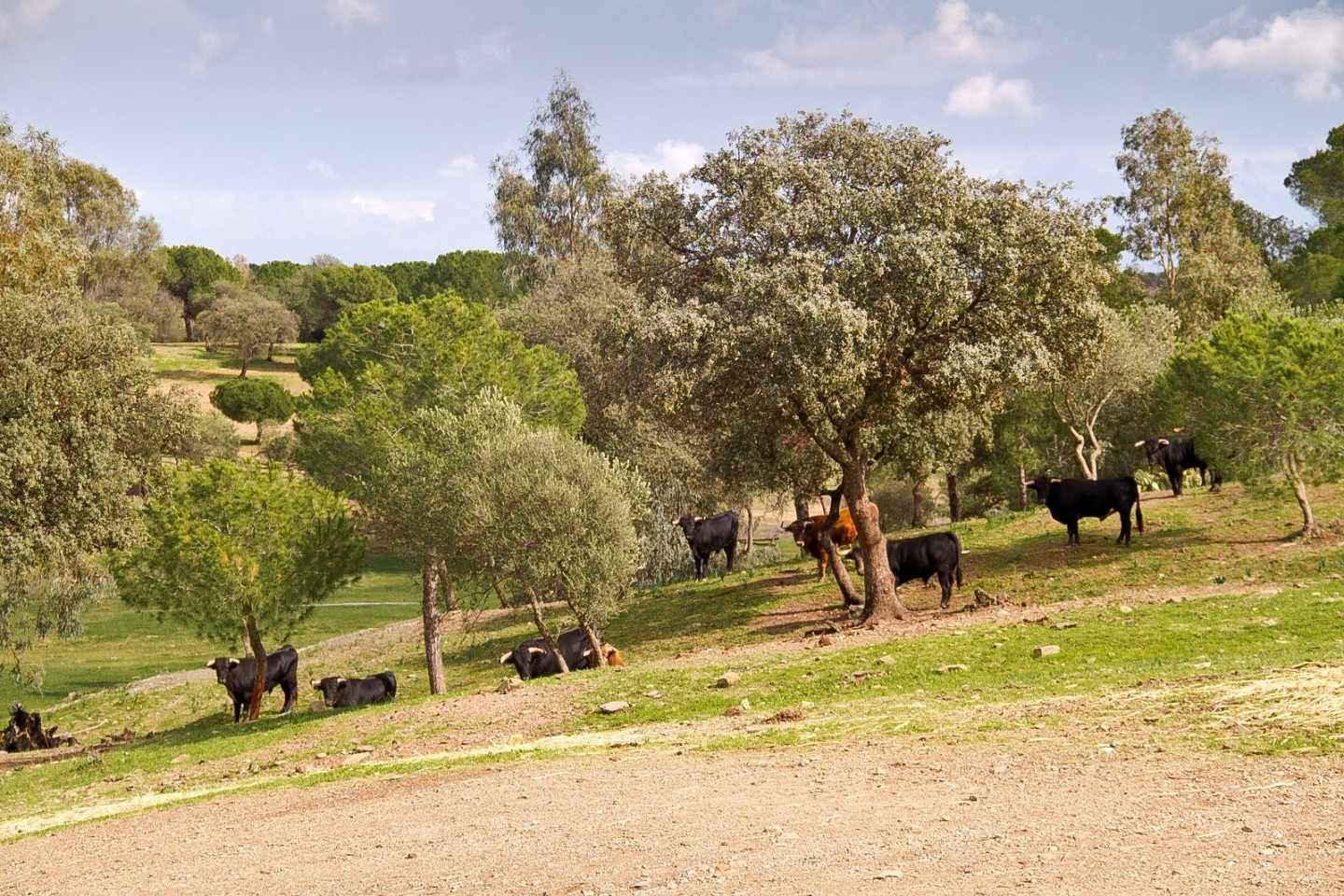 Toros bravos en una finca