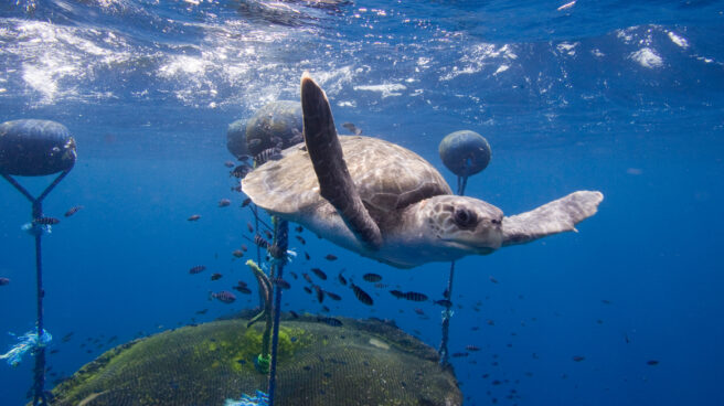 Convertir el 30% de los océanos en santuarios salvaría toda la vida marina