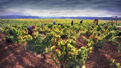 España se pone a la cabeza en exportar vino envasado en cajas