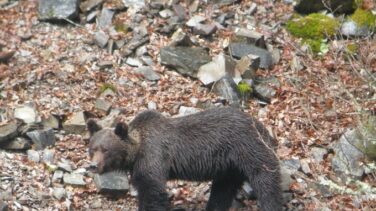 La situación del oso pardo en España: 350 ejemplares repartidos por el Norte