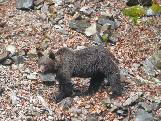 Oso pardo.