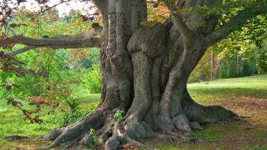 Los árboles urbanos viven rápido y mueren jóvenes