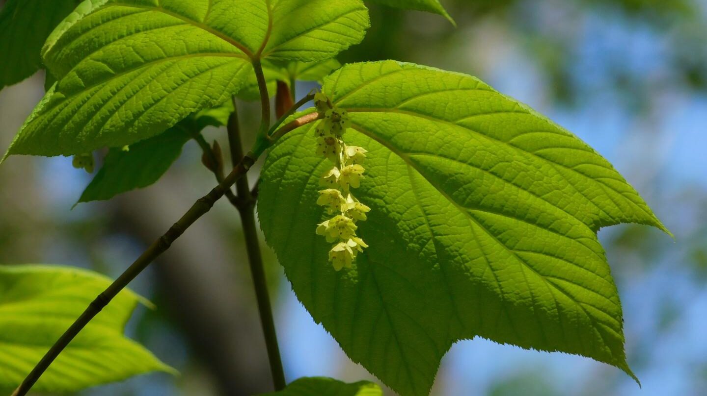 Hoja y flor de arce rayado