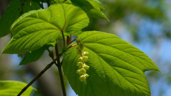 Hoja y flor de arce rayado