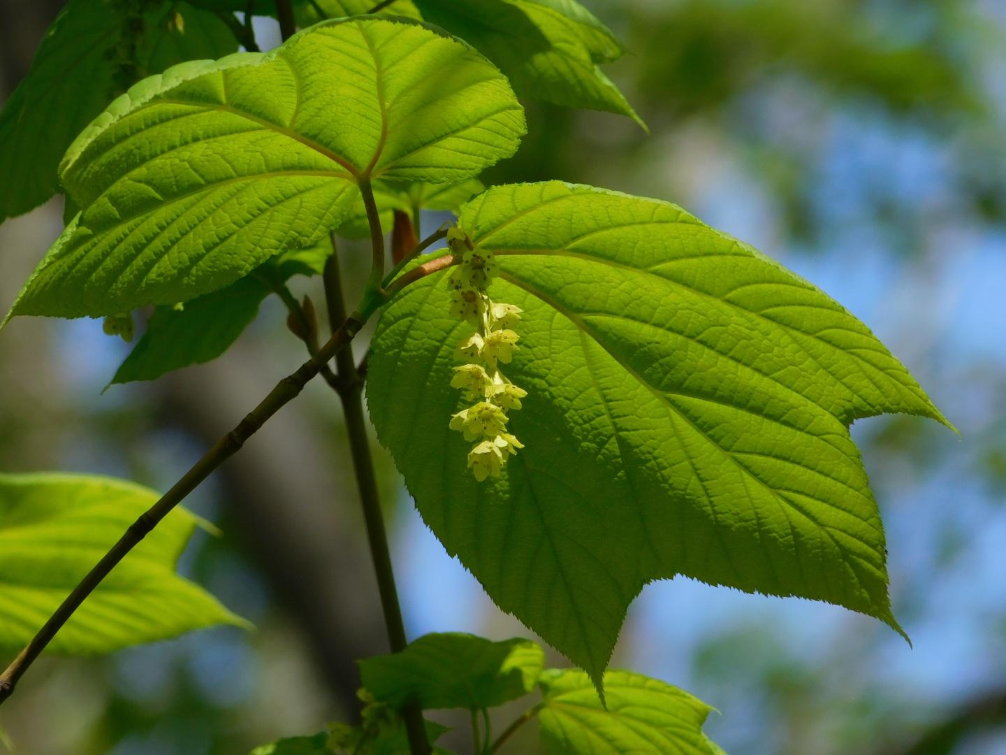 Hoja y flor de arce rayado