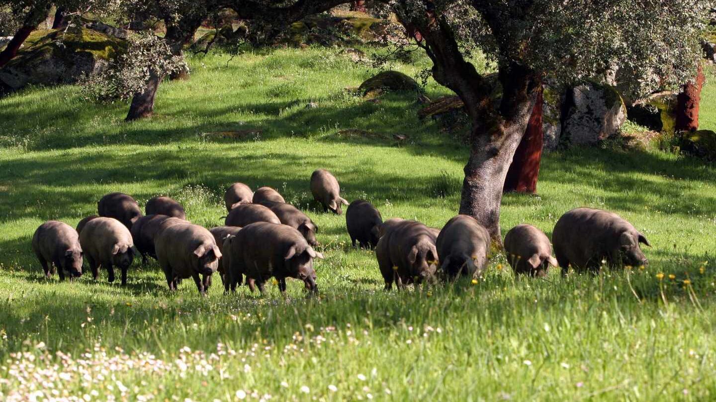 La sombra de la peste porcina golpea a Viscofan: sufre su mayor caída en siete meses.