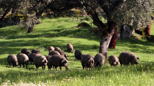 La sombra de la peste porcina golpea a Viscofan: sufre su mayor caída en siete meses.