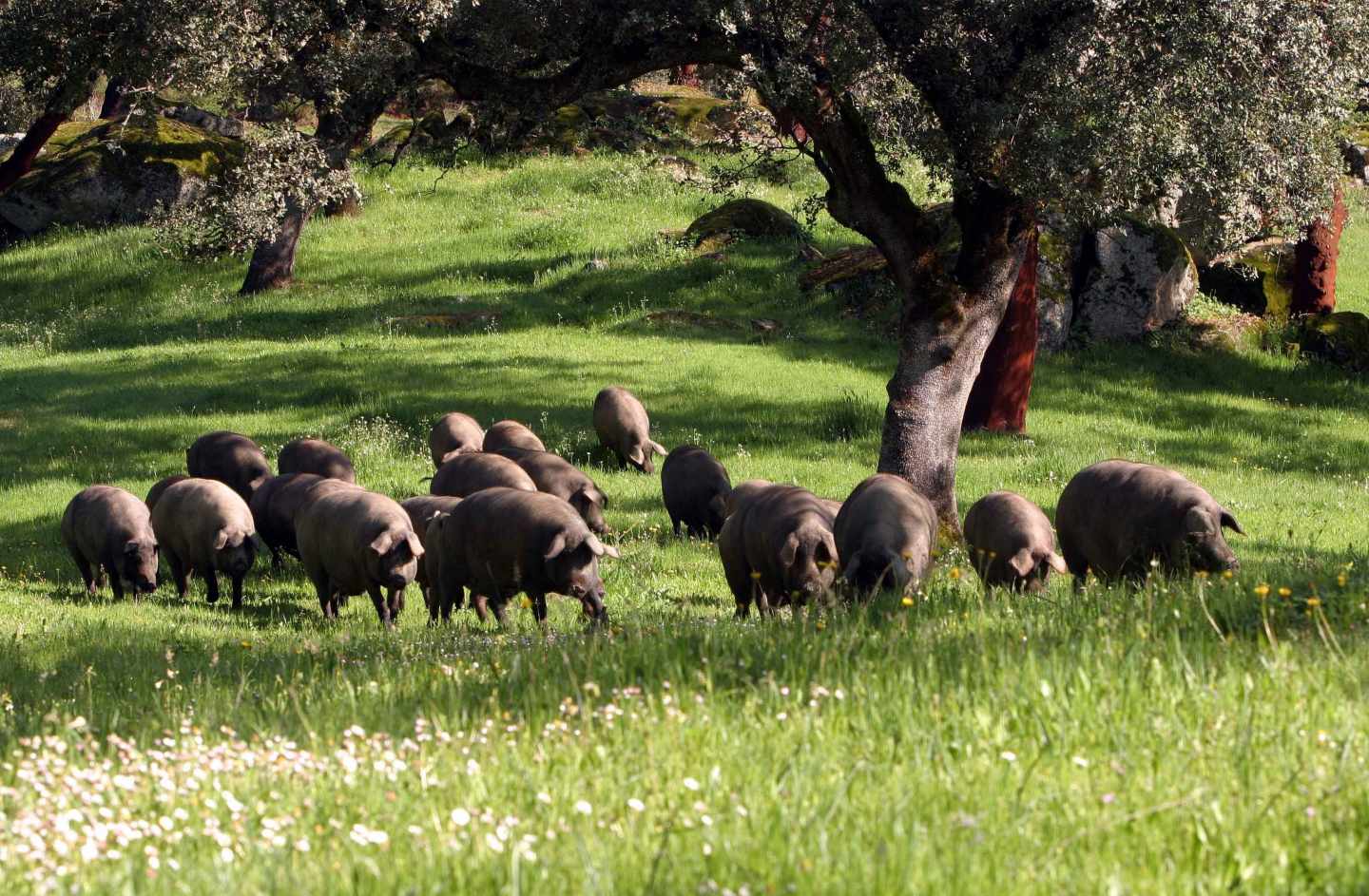 La sombra de la peste porcina golpea a Viscofan: sufre su mayor caída en siete meses.