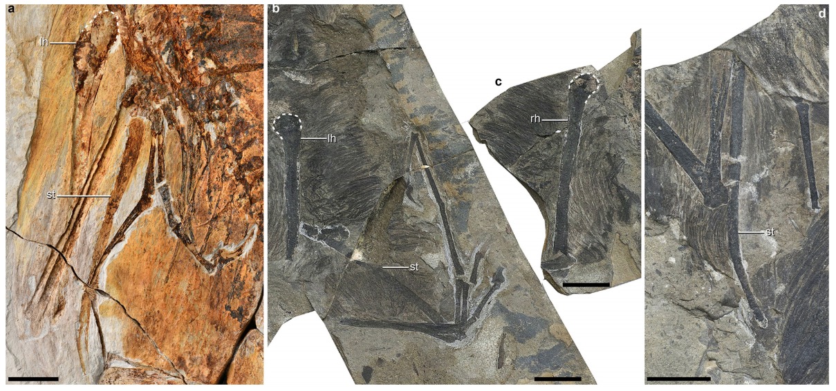 Comparación de fósiles de otro Ambopteryx y el ejemplar Yi Qi