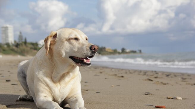 Una niña pierde una oreja tras el ataque de un perro labrador en Asturias