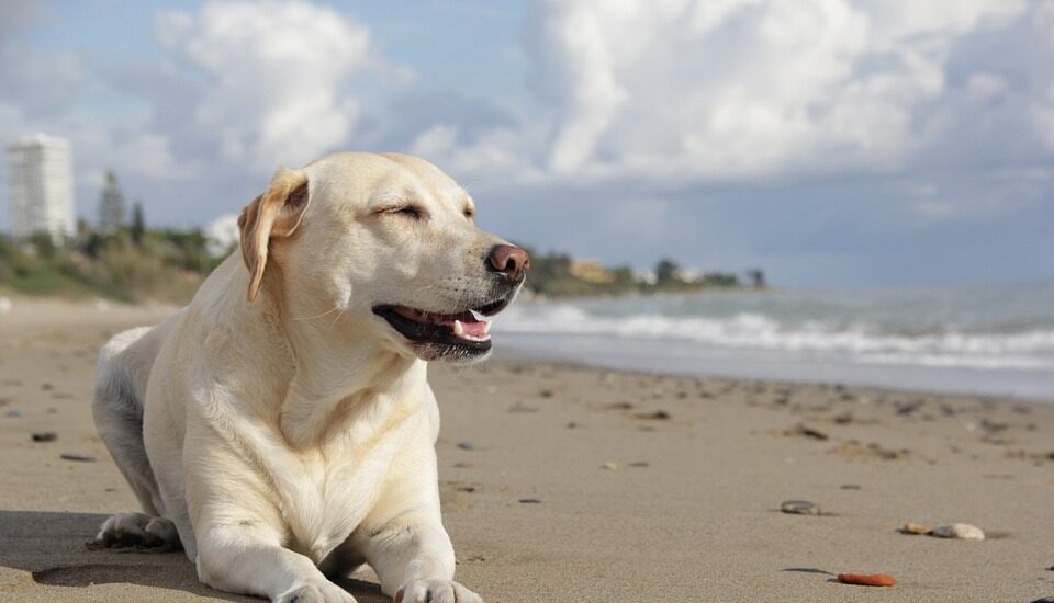 Perro labrador.