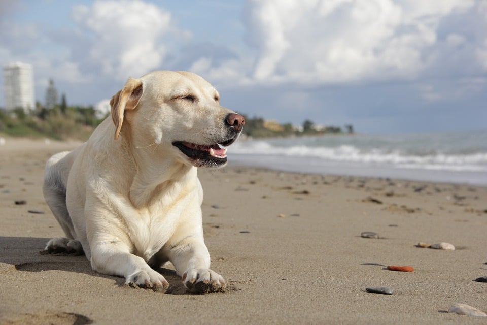 Perro labrador.