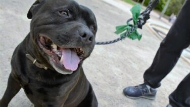 Una jauría de perros ataca a un hombre causándole heridas graves en Málaga