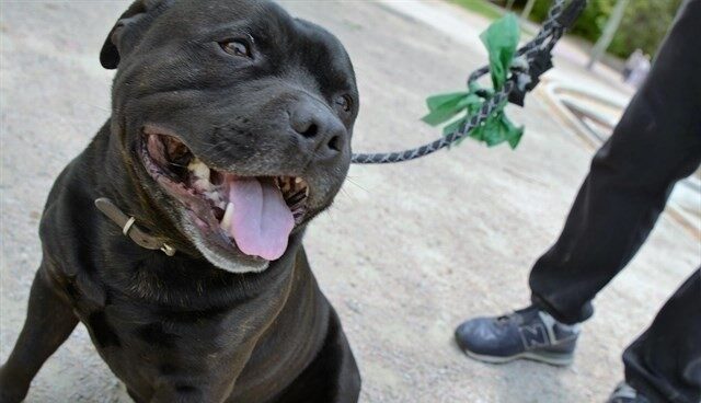 Perro atado con correa.