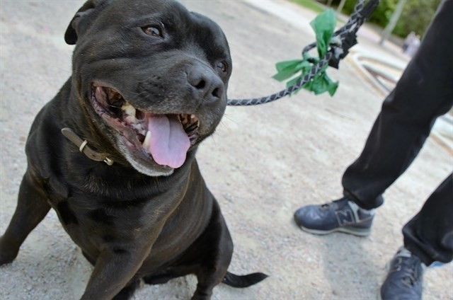 Perro atado con correa.
