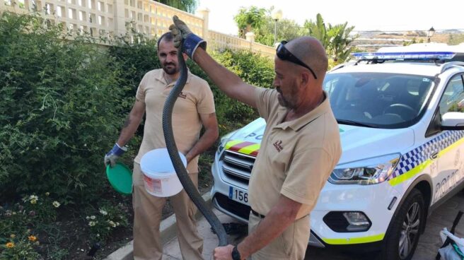 Capturan una serpiente de tres metros cerca de un parque infantil de Málaga