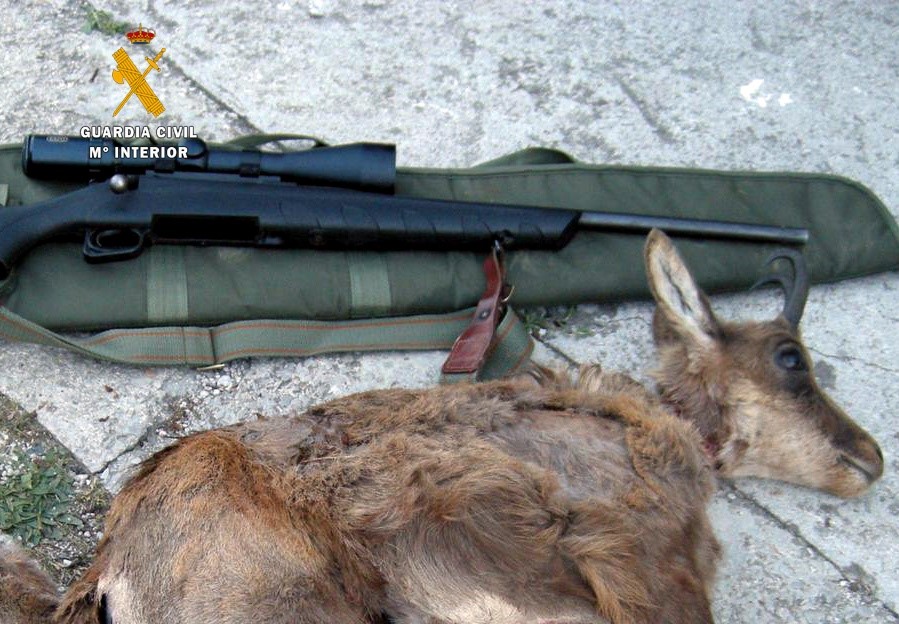 Rifle y un animal muerto.