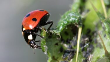 Mariquitas e insectos, el método de un pueblo de Madrid para acabar con el pulgón