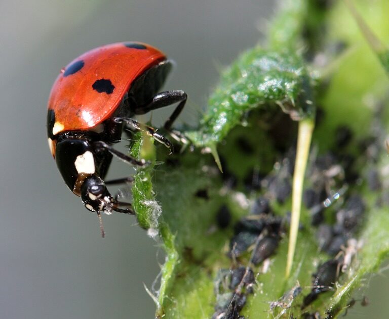 Mariquitas e insectos, el método de un pueblo de Madrid para acabar con el pulgón