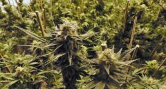 Detenidos dos candidatos de Podemos por una plantación de marihuana en producción