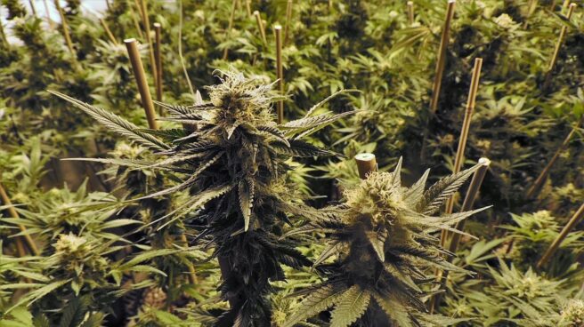 Detenidos dos candidatos de Podemos por una plantación de marihuana en producción