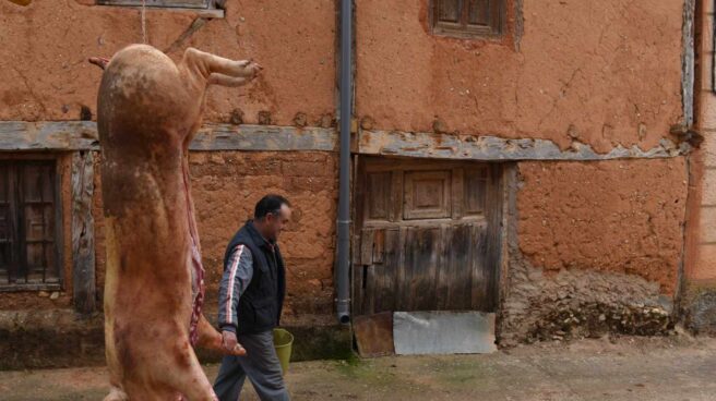 Un cerdo durante una matanza.