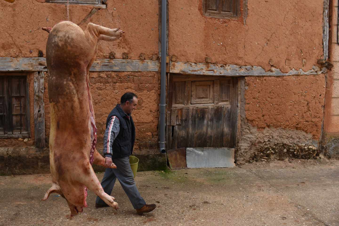 Un cerdo durante una matanza.