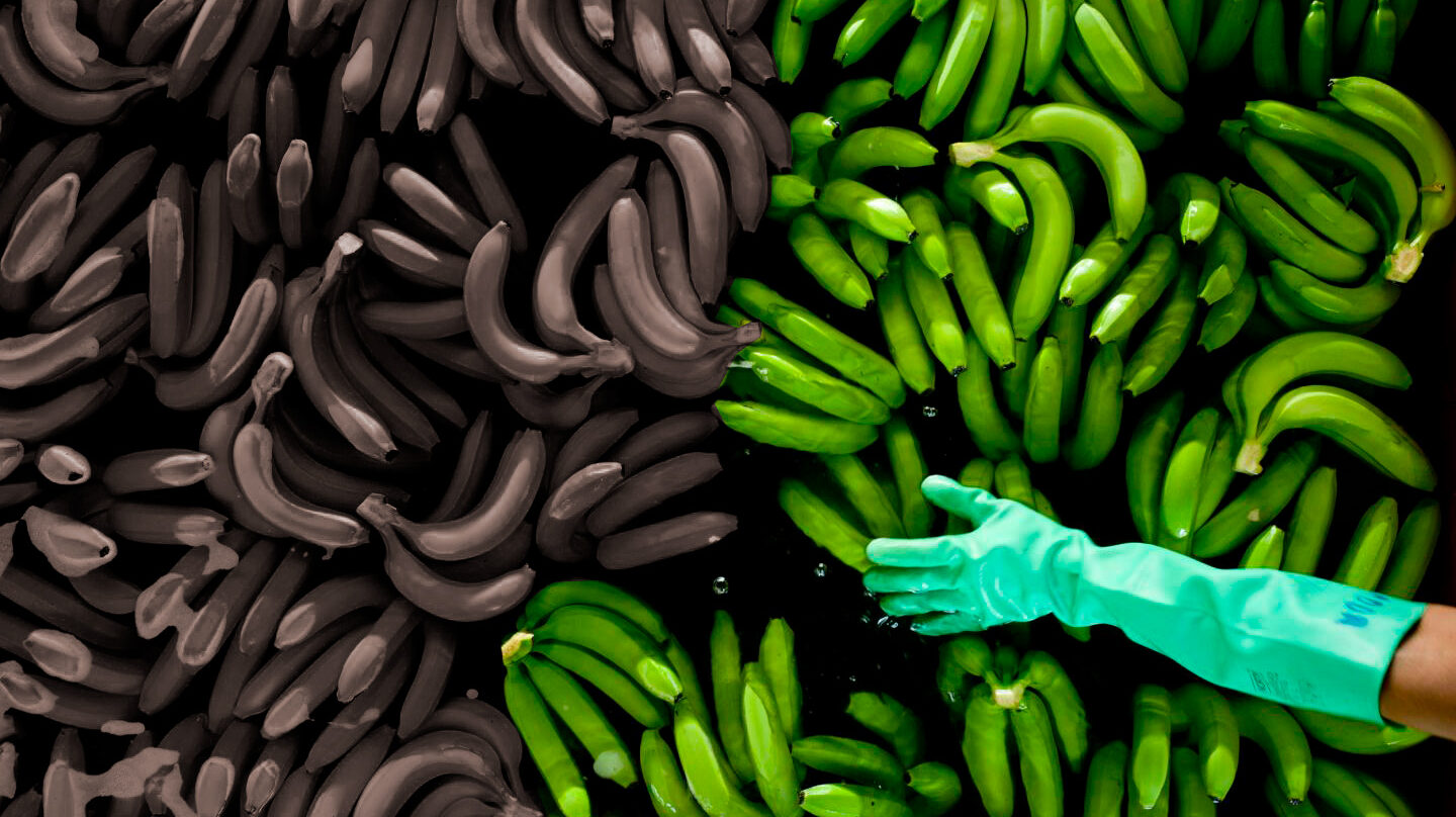 El plátano, un cultivo amenazado por varias enfermedades