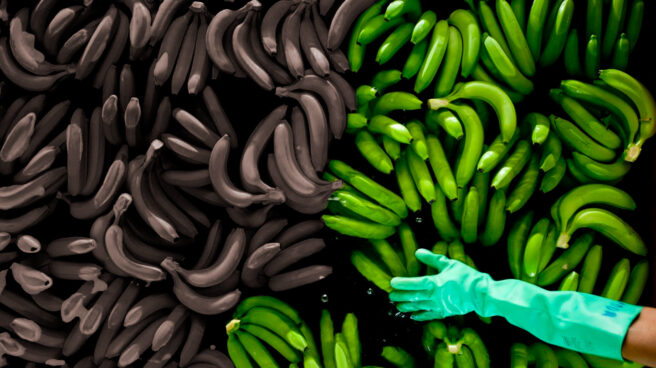 Apocalipsis banano: ¿arrasará el cambio climático los plátanos?