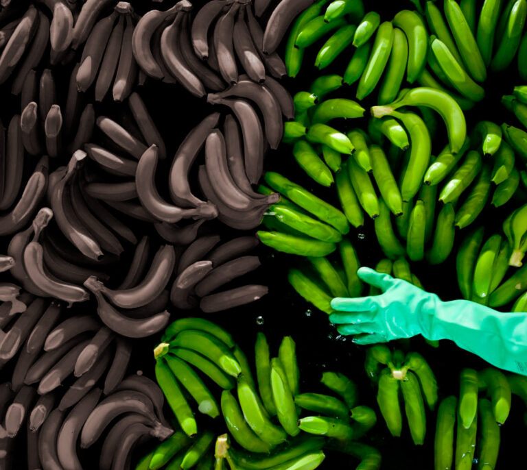 Apocalipsis banano: ¿arrasará el cambio climático los plátanos?