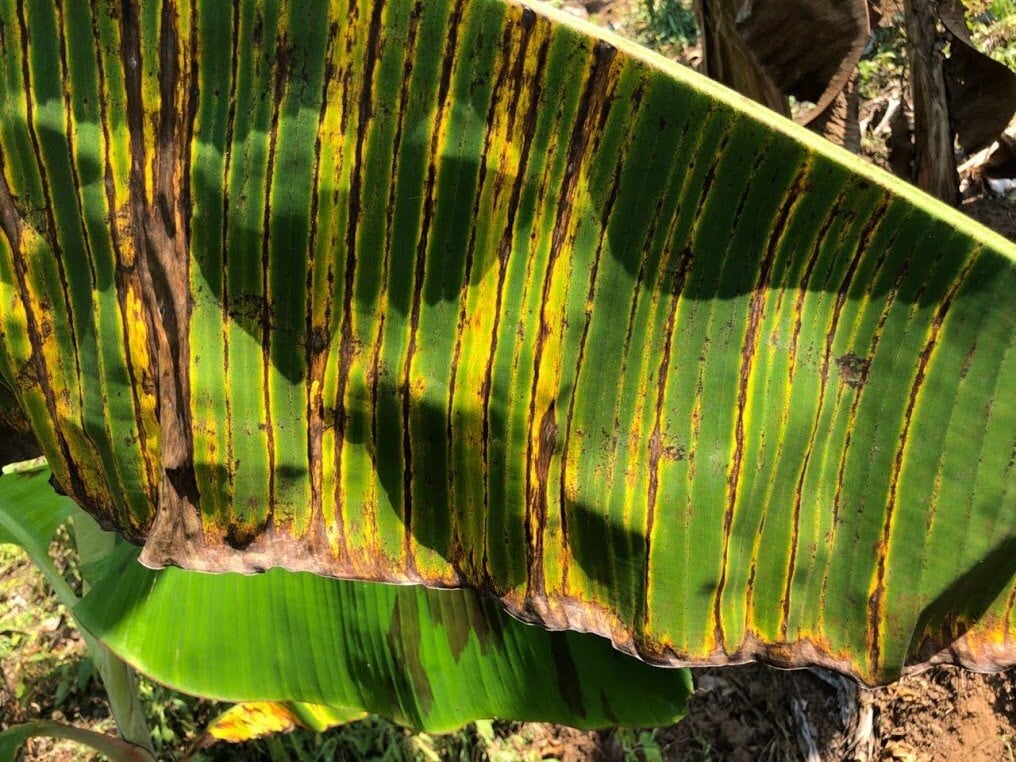 Rayas producidas por las toxinas del hongo de la sigatoka