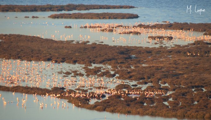 Laguna Fuente de Piedra (Málaga)