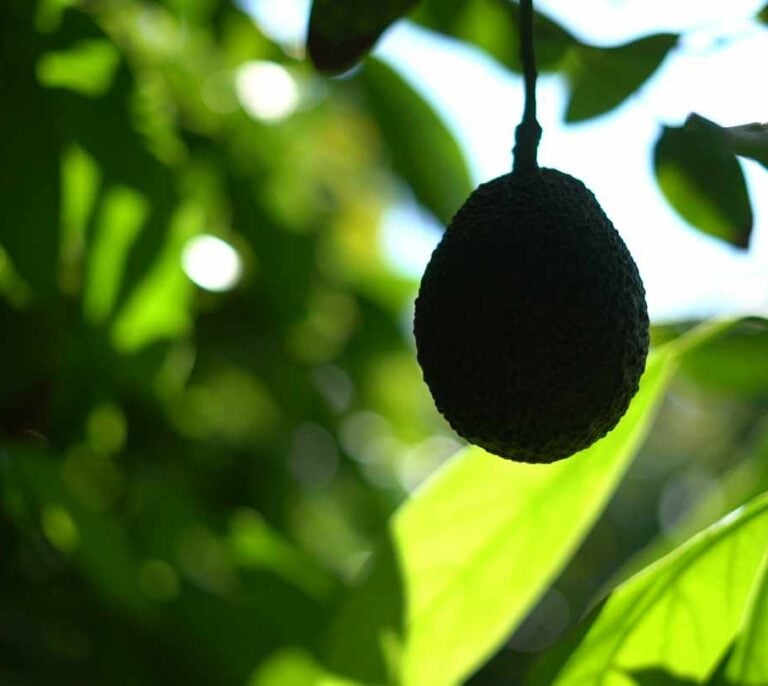Viajero, 'gourmet' y saludable: los entresijos del aguacate español