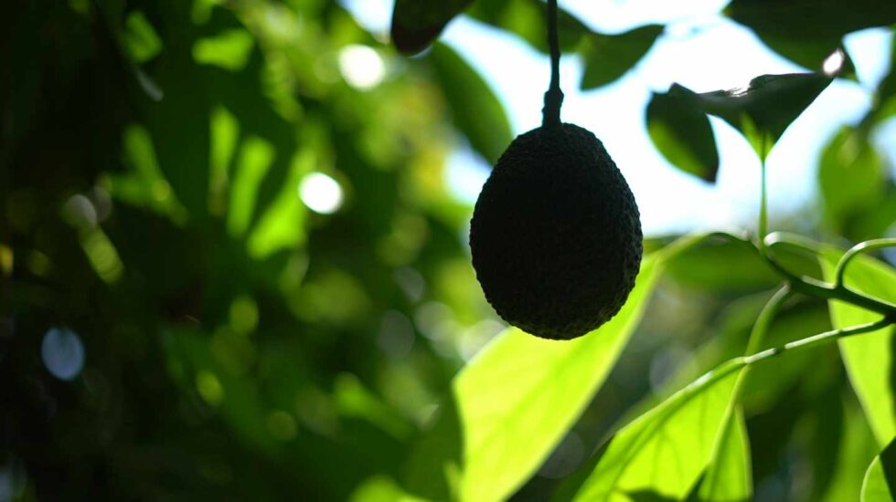 Un árbol de aguacates en La Axarquía (Málaga).