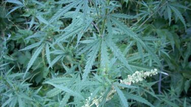Descubren un potencial antibiótico oculto en el cannabis