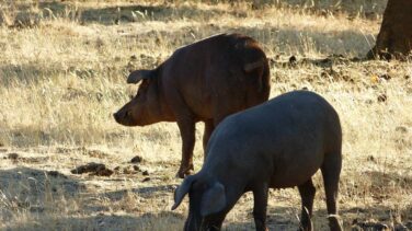 Encuentran indicios de que los musulmanes de la península ibérica comían cerdo