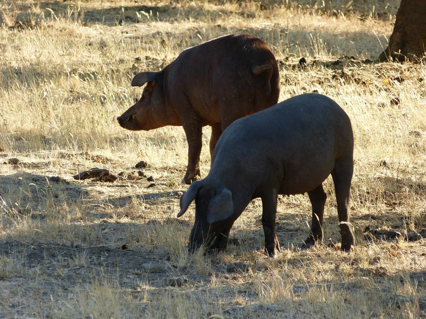 Encuentran indicios de que los musulmanes de la península ibérica comían cerdo