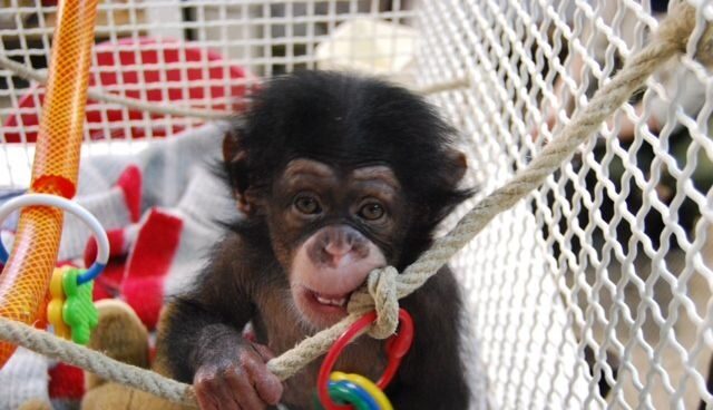 Los chimpancés superan a los humanos en tareas sencillas de memoria