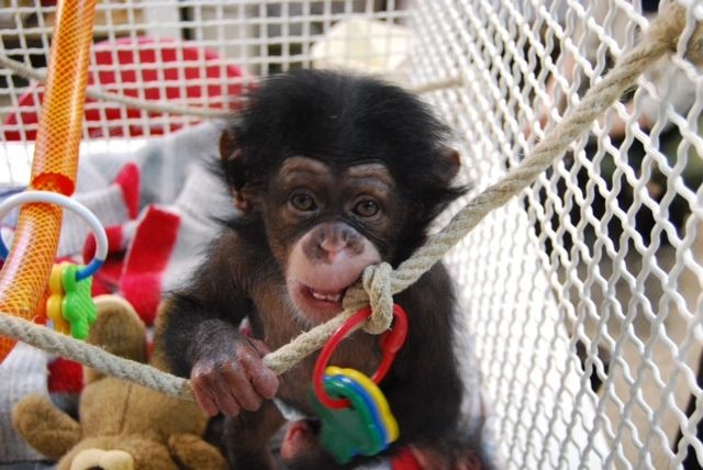 Los chimpancés superan a los humanos en tareas sencillas de memoria