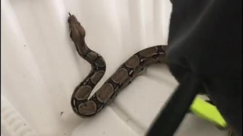 Una foto con una boa constrictor por 5 euros: el reclamo para los bañistas de una playa de Málaga