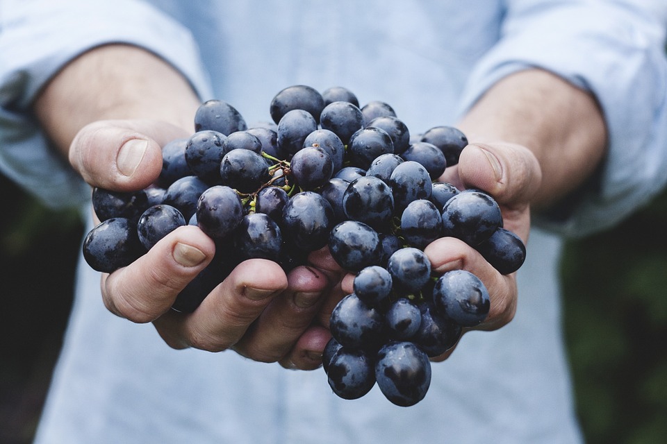 Racimo de uvas.