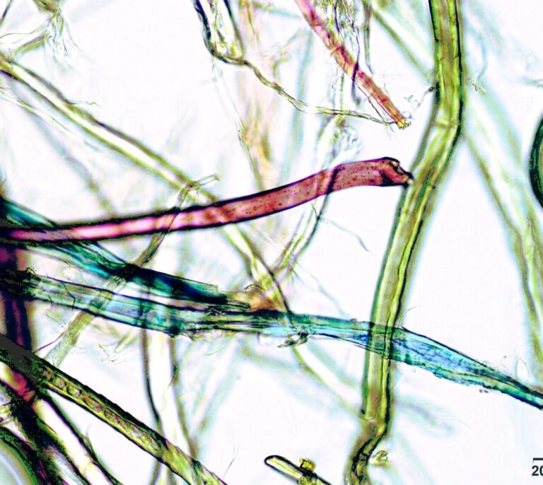 ¿Cuántos microplásticos consumen los humanos?