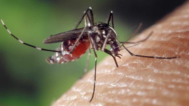 Qué hay que saber del chikunguña, la enfermedad tropical que ya está en España