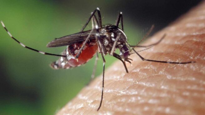 mosquito tigre chikunguna