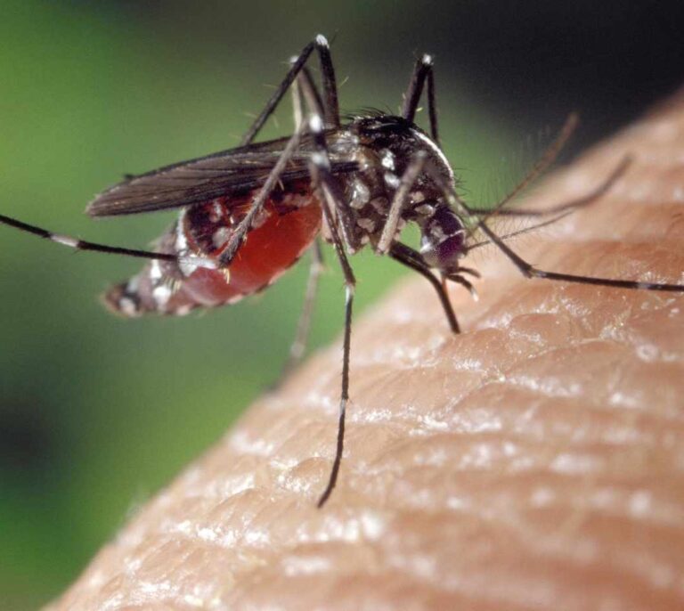 Qué hay que saber del chikunguña, la enfermedad tropical que ya está en España