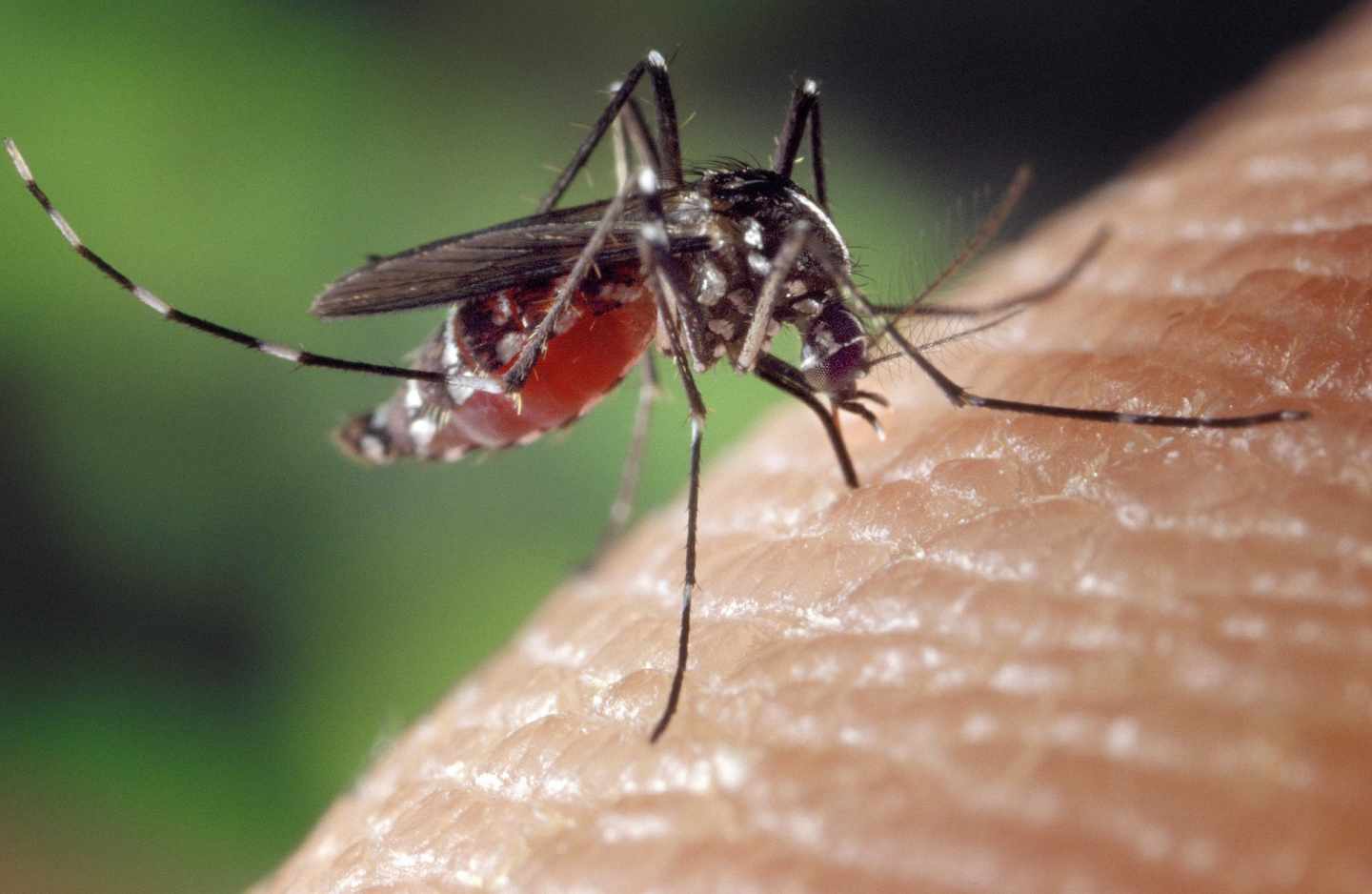 Qué hay que saber del chikunguña, la enfermedad tropical que ya está en España