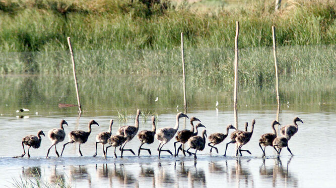 La UNESCO amenaza con retirar a Doñana el reconocimiento de Patrimonio de la Humanidad