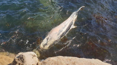 Encuentran el cadáver de una ballena en una playa de la localidad lucense de Cervo